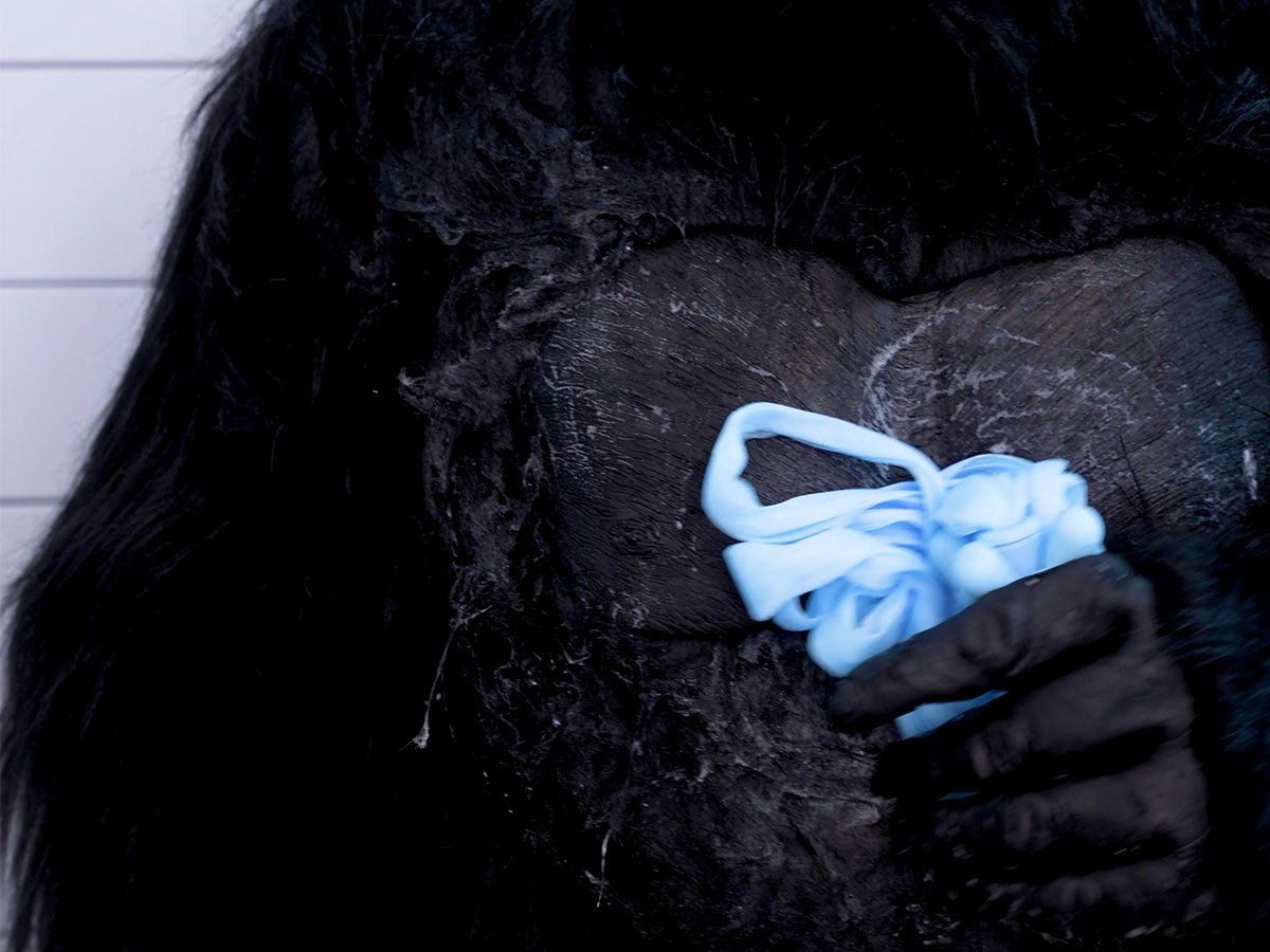 A gorilla lathering up with a blue Fähloo bundled like a washcloth